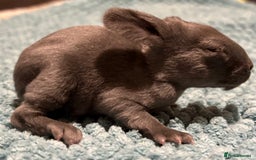 Rex rabbits for sale: Two beautiful rabbit litters - Image 23