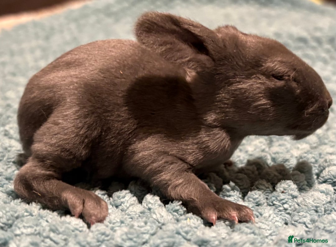 Rex rabbits for sale: Two beautiful rabbit litters - Image 23