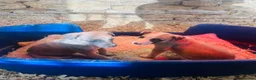 Whippet dogs for sale: Whippet Puppies  in Chipping Norton - Advert 6