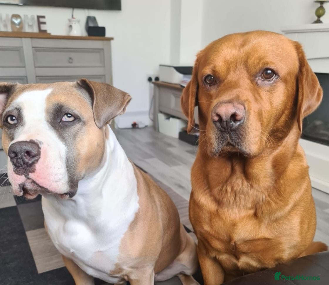 Mixed Breed dogs for sale: Beautiful Staffador/Labrastaff Puppies - Advert 2