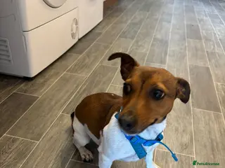 Jack Russell dogs Jack Russell for Rehoming - Advert 15