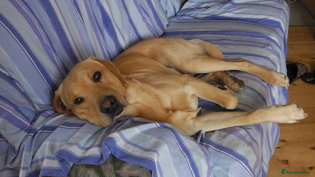 Labrador Retriever dogs for sale: Labrador Retriever - Albert - Advert 3