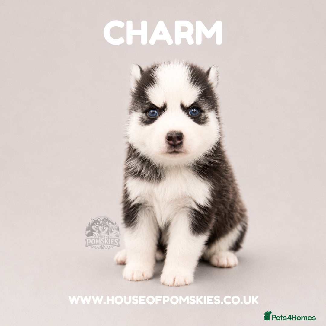 Pomsky dogs F3 Pomsky Puppies - all blue eyed  - Advert 2