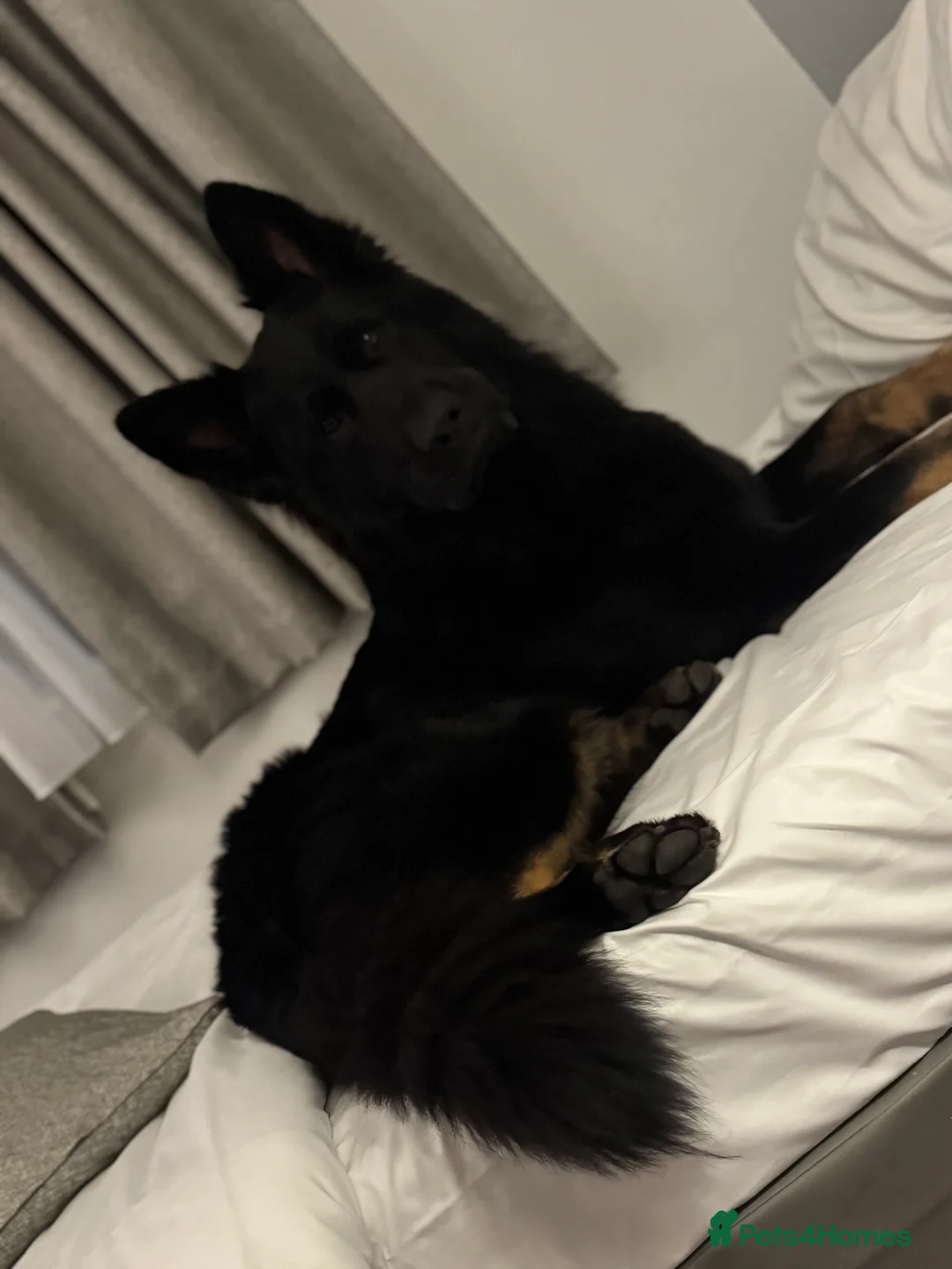 German Shepherd dogs for sale: Rehoming German shephard in Exeter - Advert 2