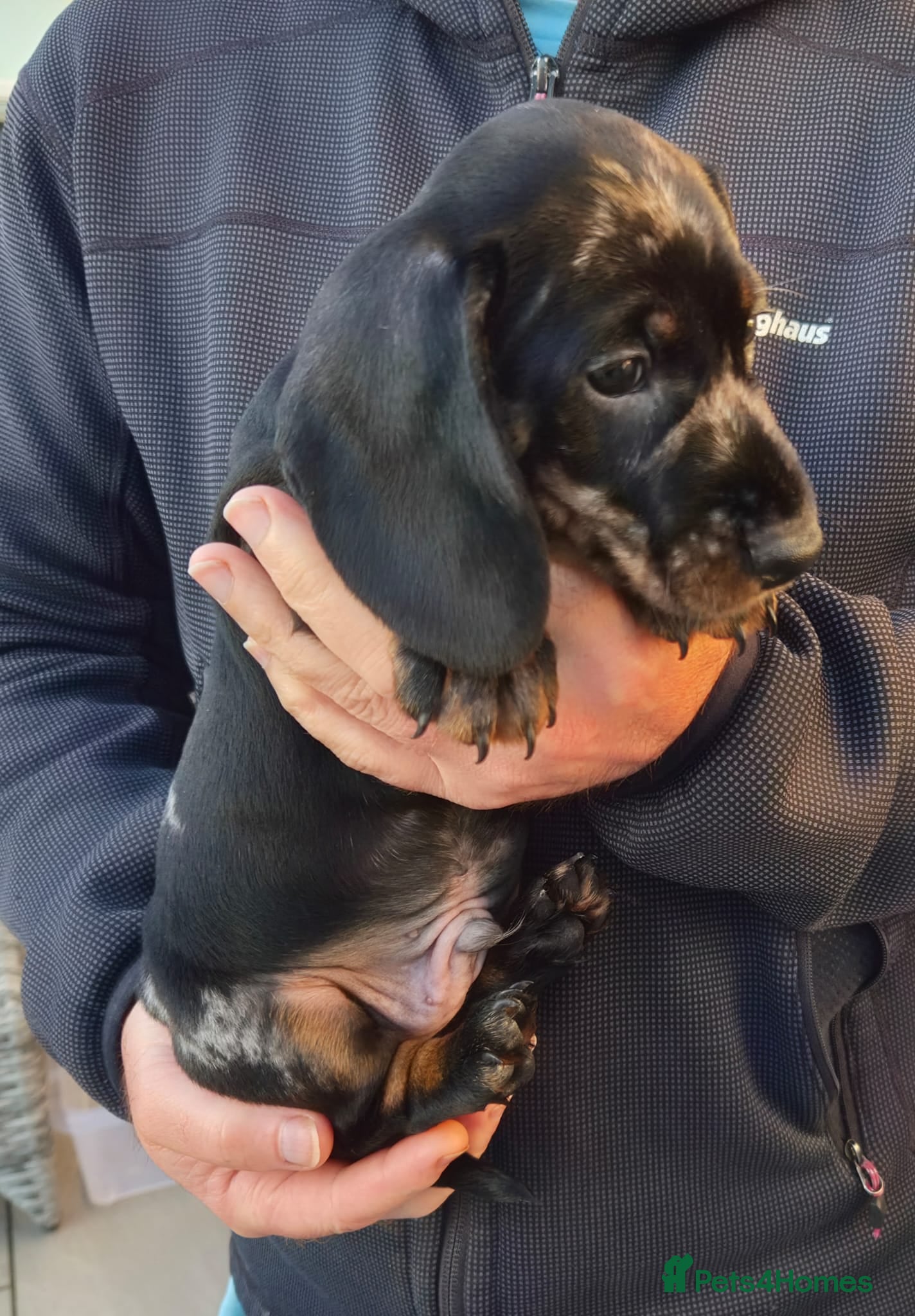 Dachshund dogs KC Wirehaired standard Dachshund puppies - Advert 2