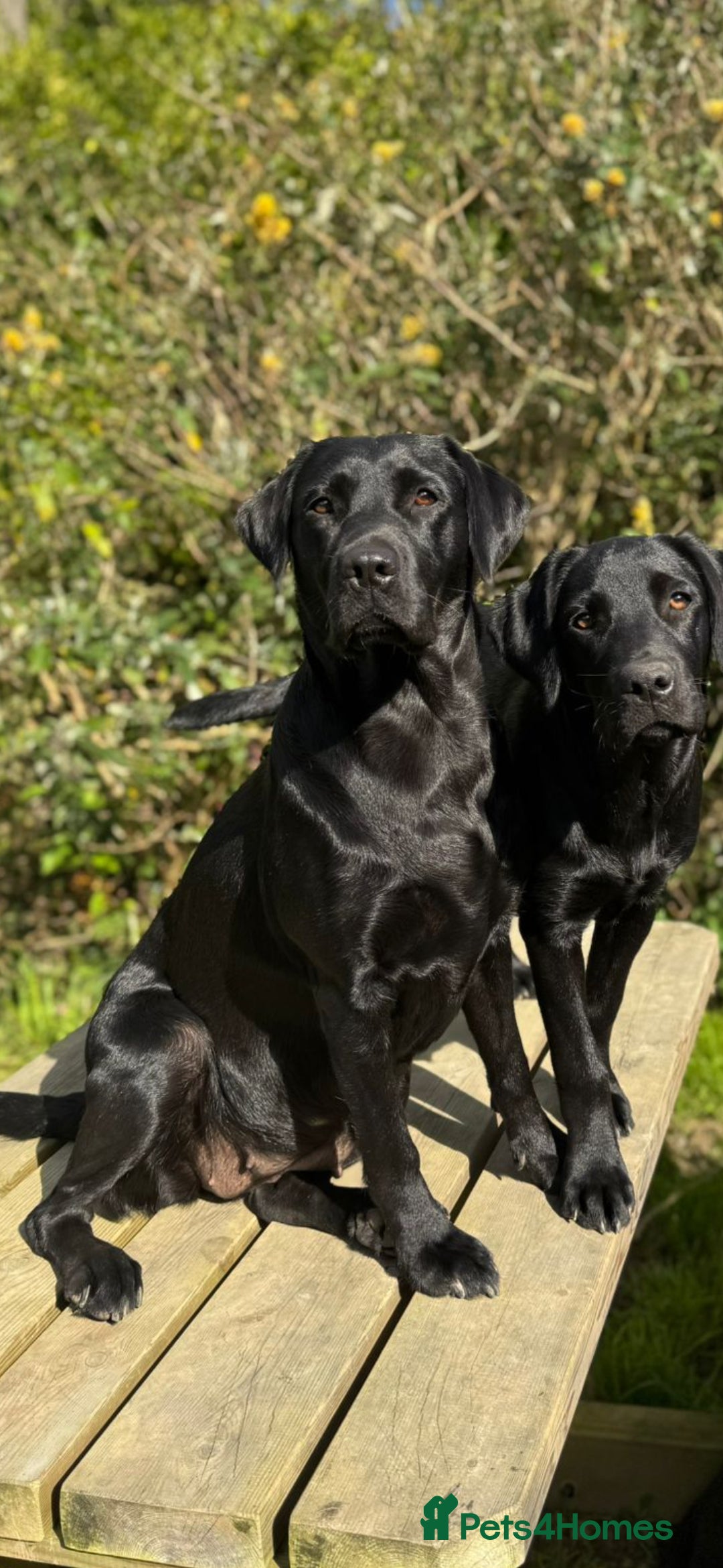Labrador Retriever dogs KC Registered Black Labrador Puppies  - Advert 1