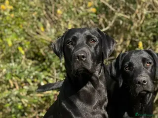 Labrador Retriever dogs KC Registered Black Labrador Puppies - Advert 1