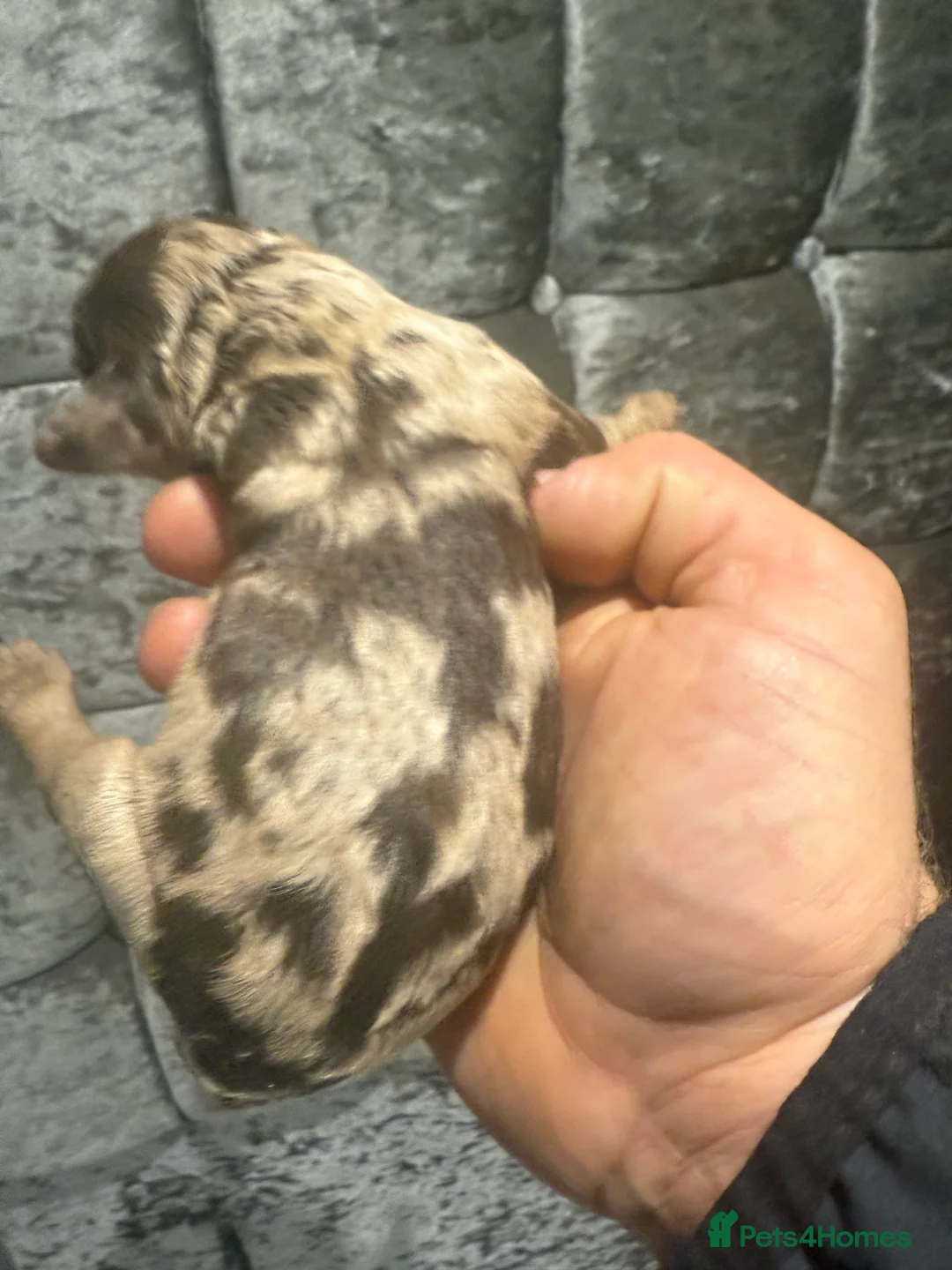 Toy Poodle dogs for stud: Chocolate Merle Toy tri gene stud  - Advert 16