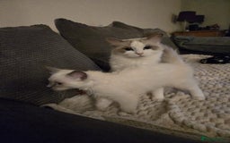 Ragdoll cats for sale: Pure Ragdoll Kittens (Mitted) Only 1 male left  - Image 6