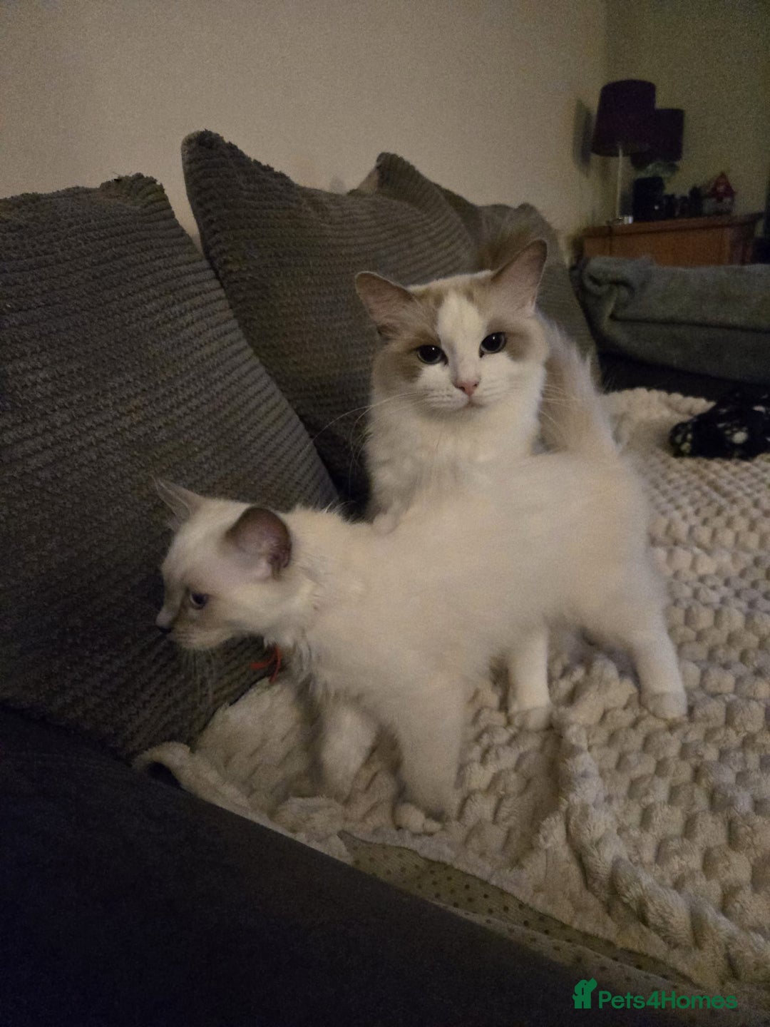 Ragdoll cats for sale: Pure Ragdoll Kittens (Mitted) Only 1 male left  - Image 6