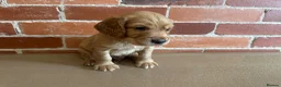 Cockerdor dogs for sale: Cockerdor puppies - Advert 14