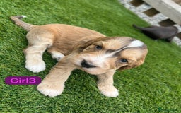 Cockapoo dogs for sale: F1B puppies - Image 7