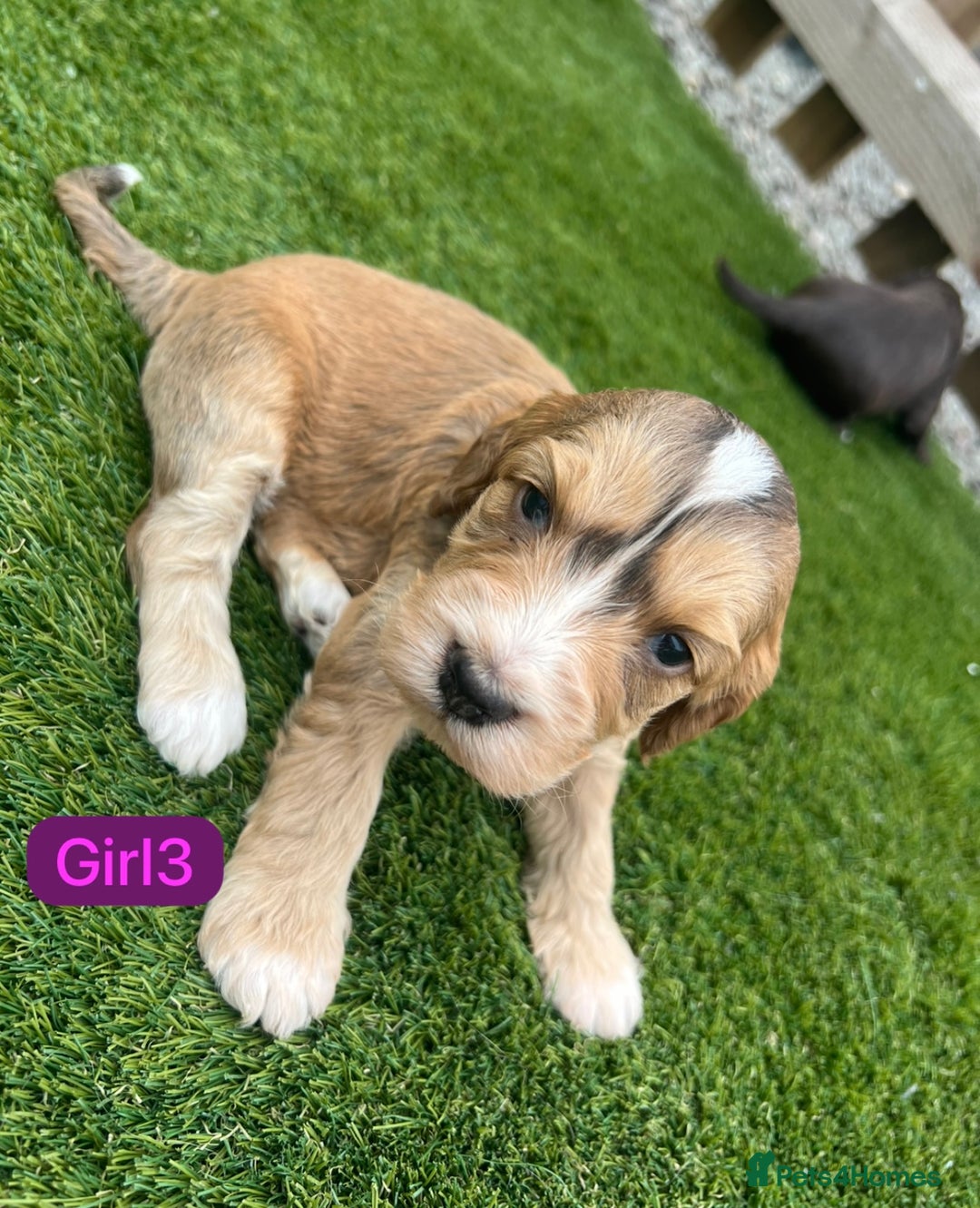 Cockapoo dogs for sale: F1B puppies - Image 7