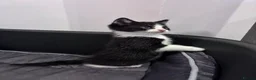 Mixed Breed cats for sale:  Adorable Kittens Looking for Their Forever Homes - Advert 12