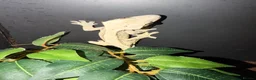 Gecko reptiles for sale: Breeding pair crested geckos - Advert 2