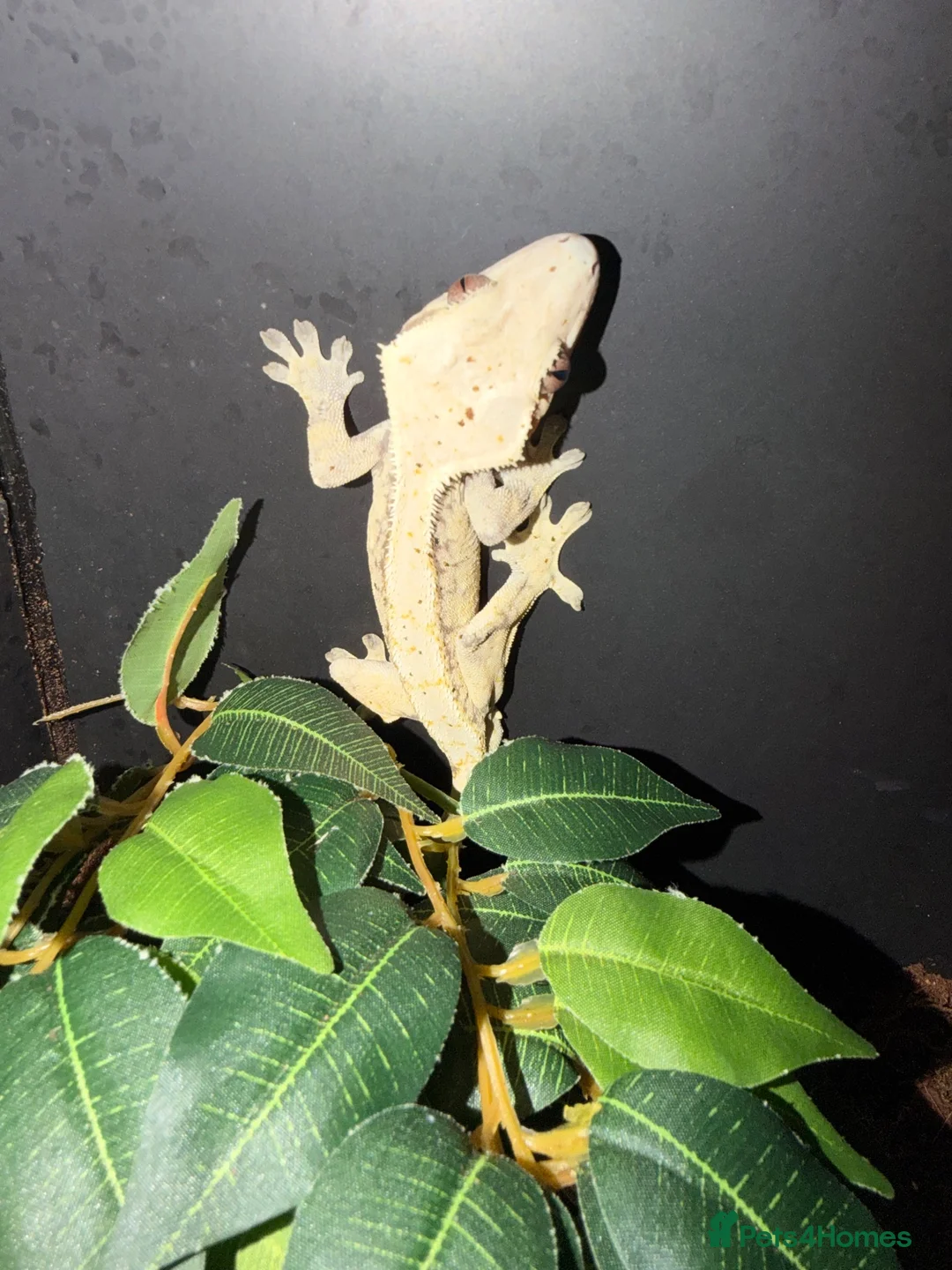Gecko reptiles for sale: Breeding pair crested geckos - Advert 2