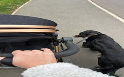 Mixed Breed dogs for sale: Sprocker spaniel cross female - Advert 4