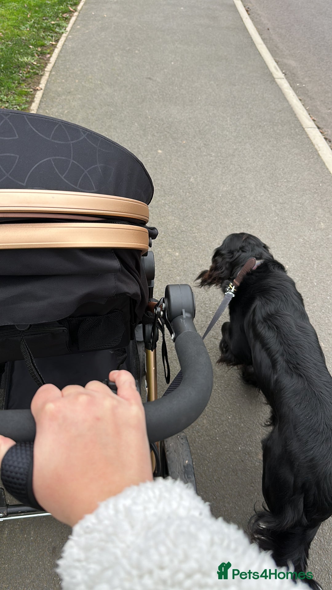 Mixed Breed dogs for sale: Sprocker spaniel cross female - Advert 4