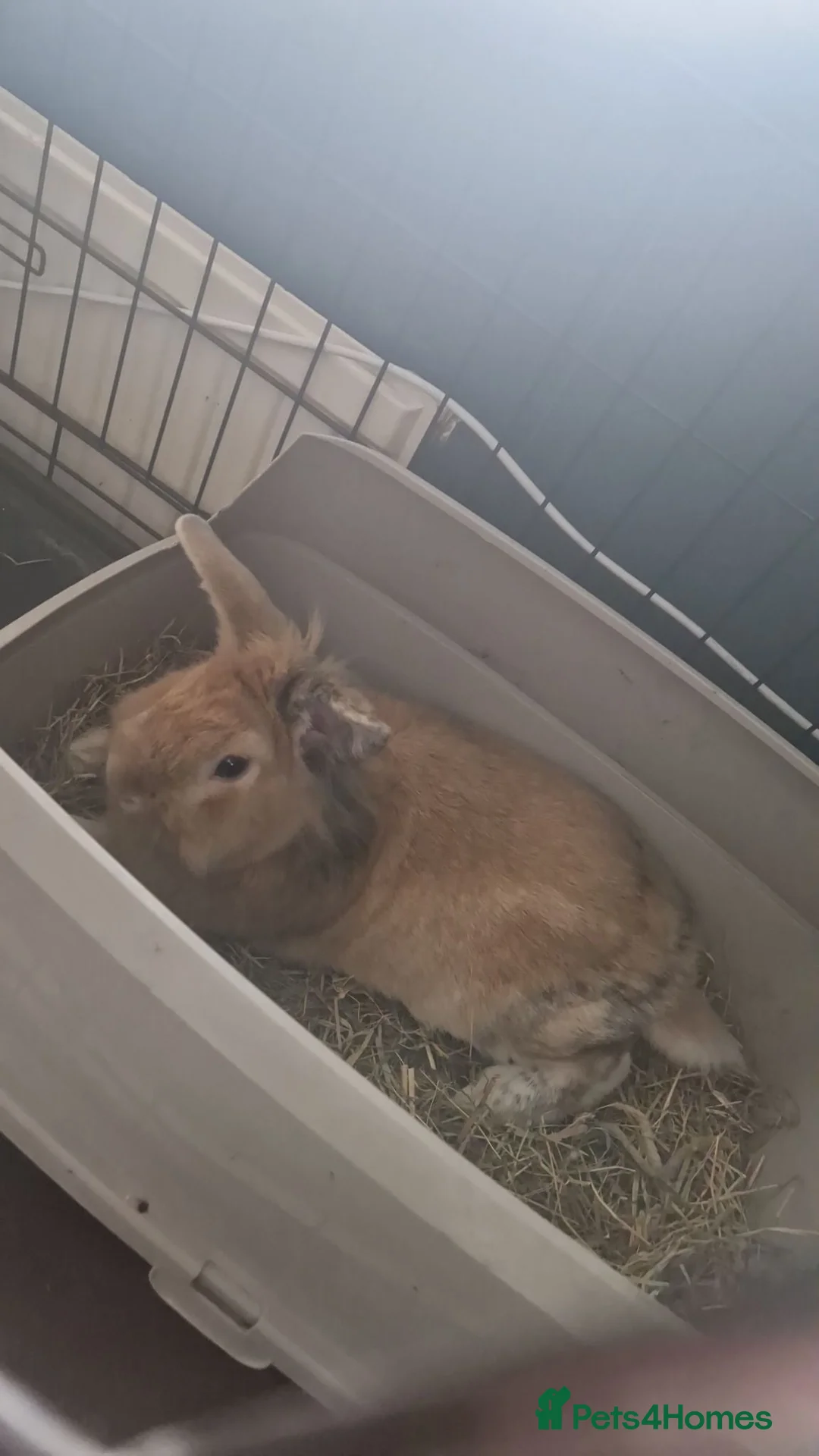 Mixed Breed rabbits for sale: Male and Female rabbit. - Advert 2