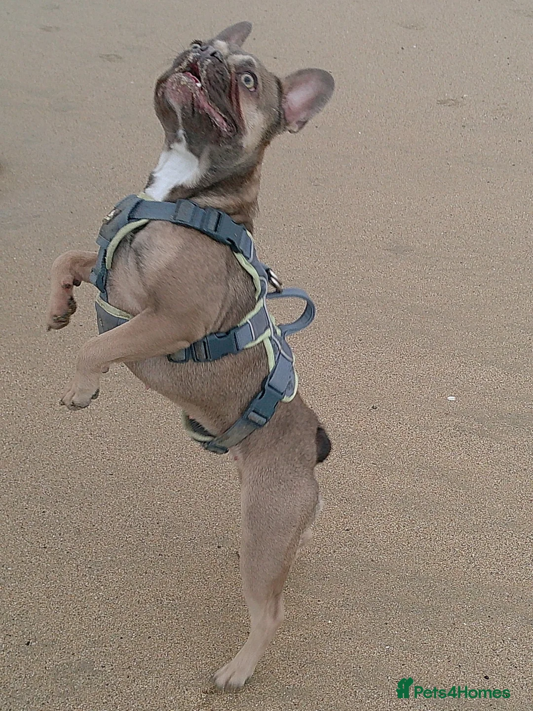 French Bulldog dogs for sale: Female Frenchie 1.5 years old - Advert 2