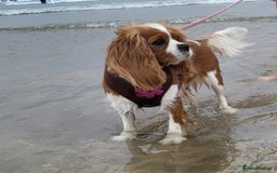 Cavalier King Charles Spaniel dogs for sale: Milly and Blossom - Image 5