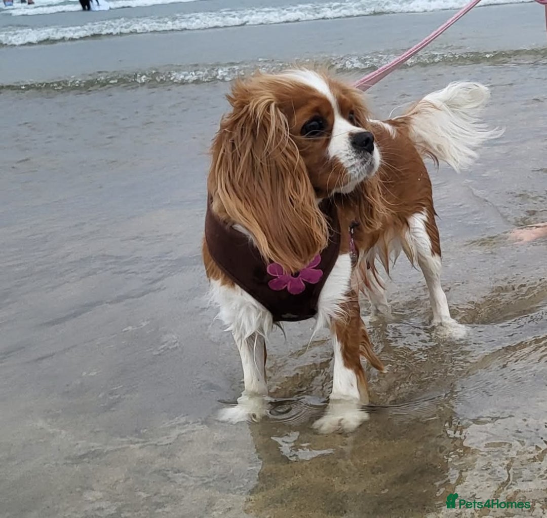 Cavalier King Charles Spaniel dogs for sale: Milly and Blossom - Image 5