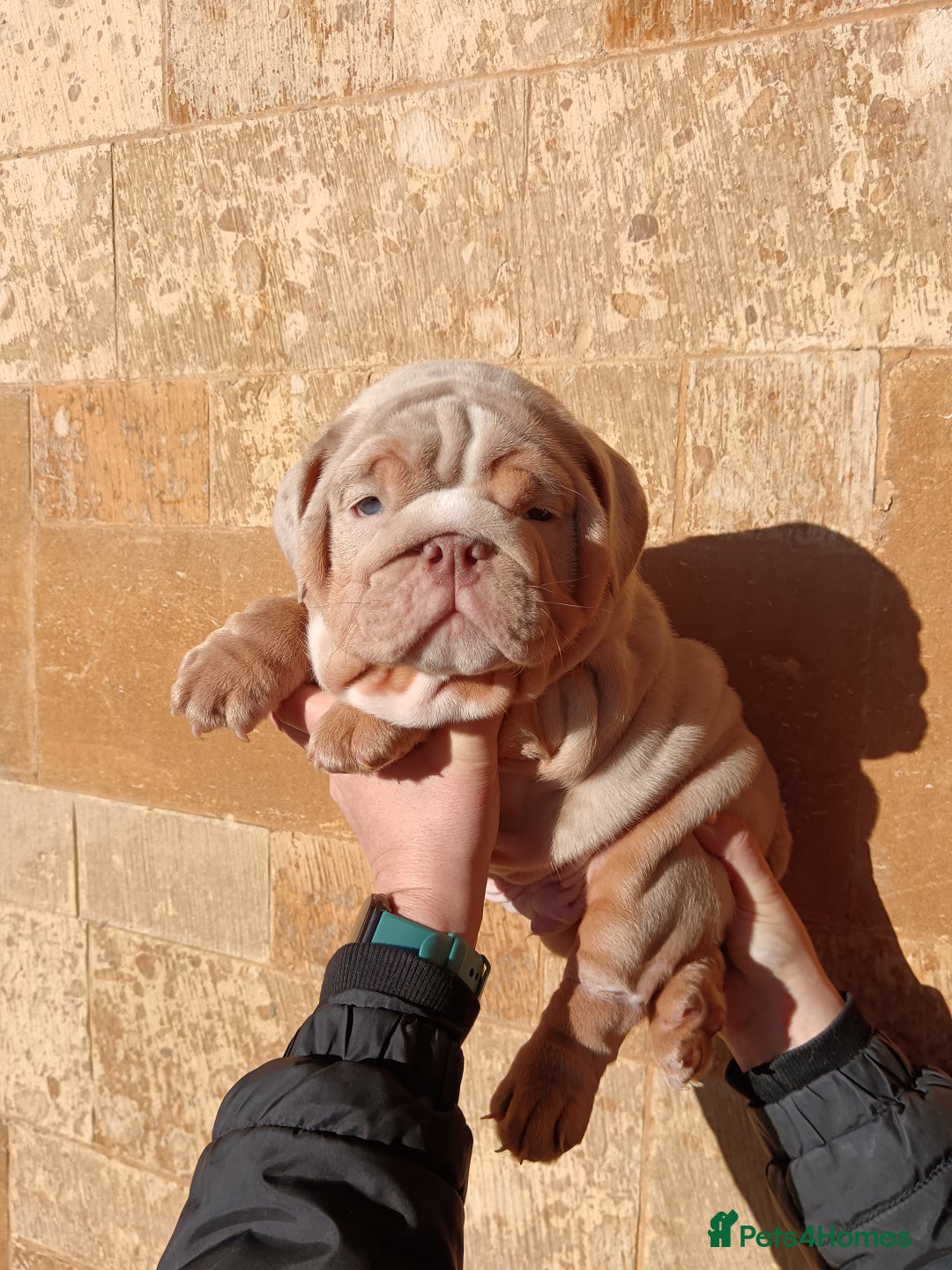 English Bulldog dogs for sale: 2 stunning males from the world famous Mr muscle  - Advert 13