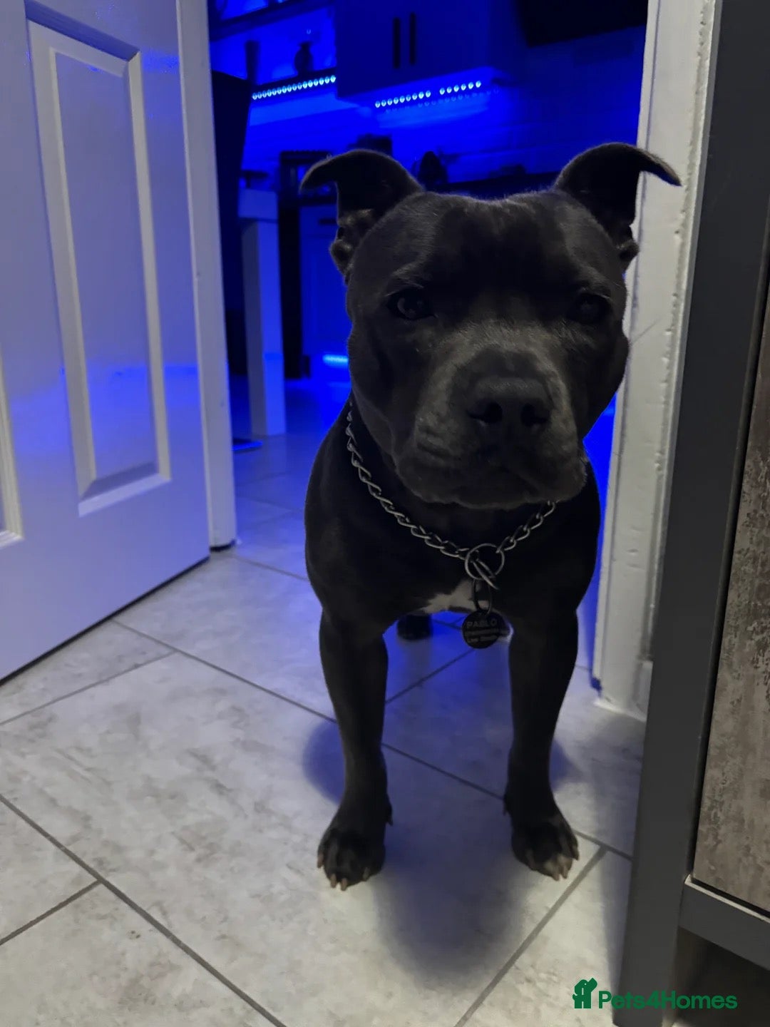 Staffordshire Bull Terrier dogs for stud: Proven KC Blue Staffy For Stud  - Image 4