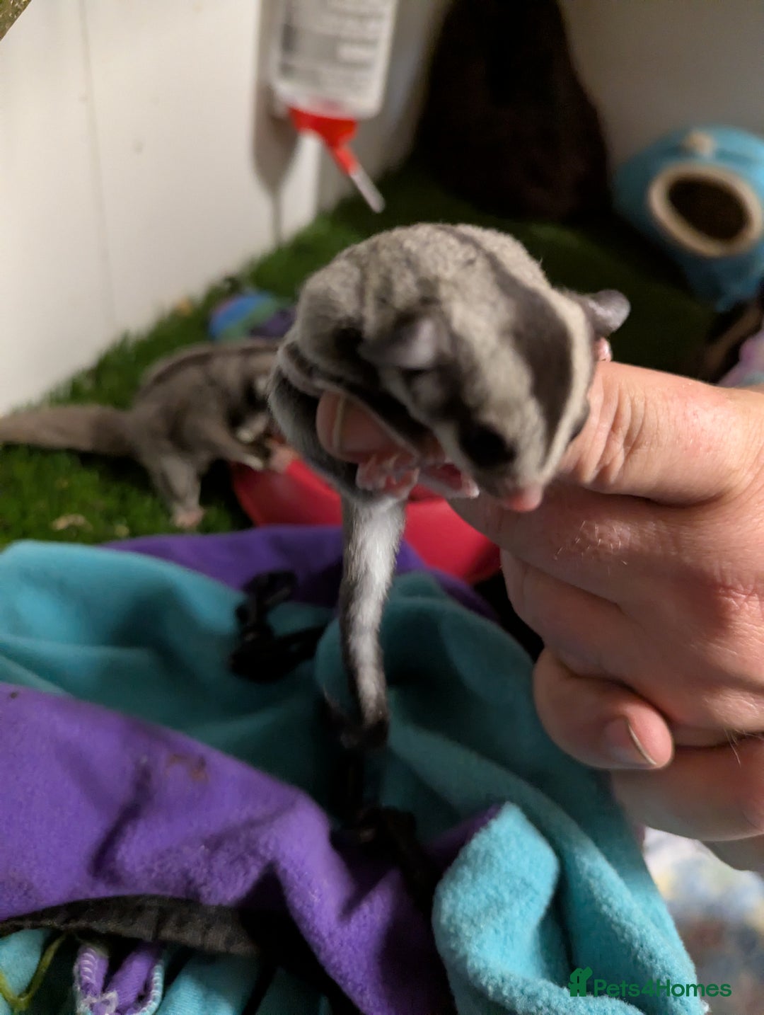 Sugar Glider rodents for sale: Sugar glider joeys SOLD. More OOP soon - Advert 3