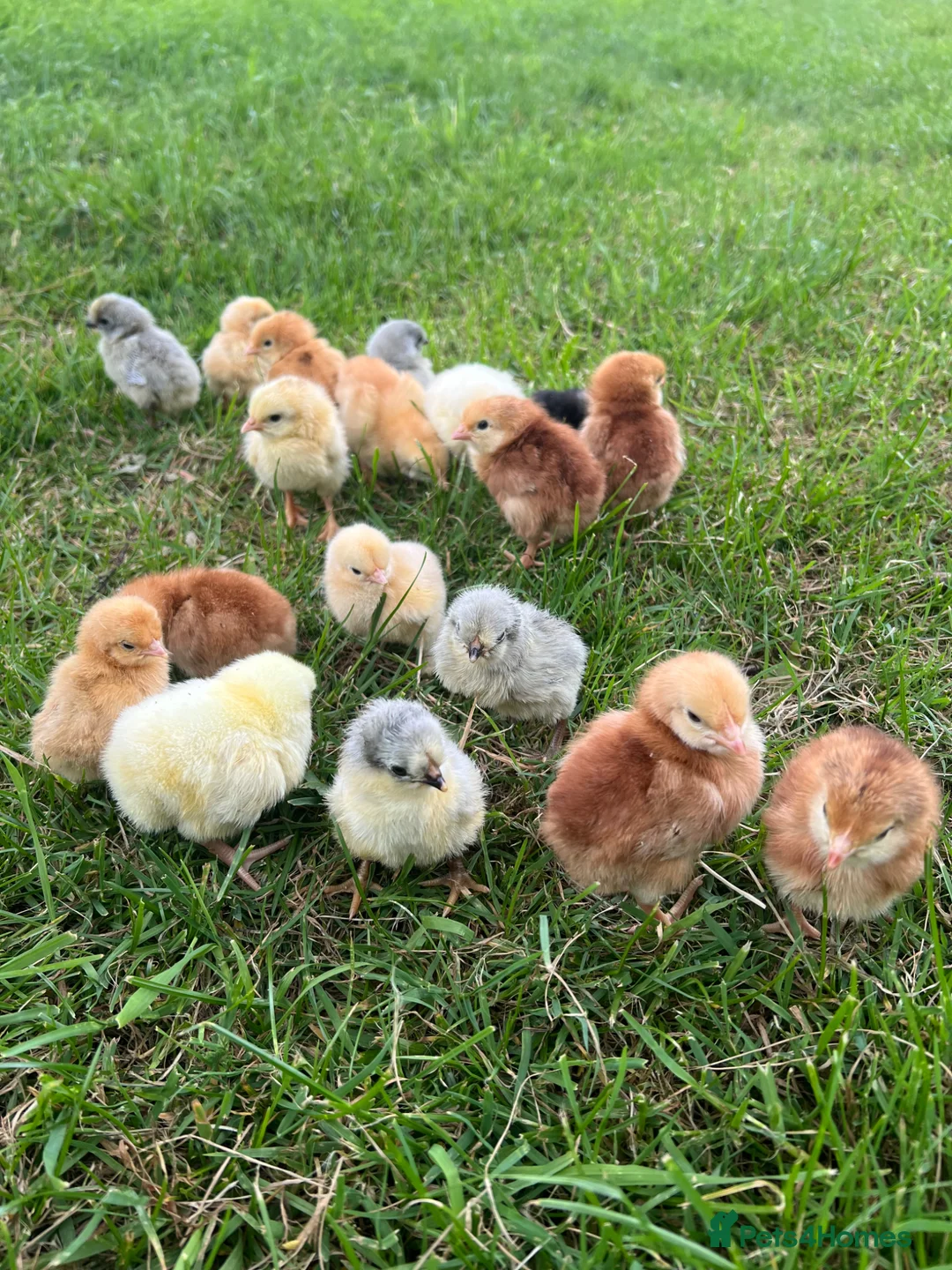 Chickens poultry for sale: *PRE ORDER* PURE BREED CHICKS + DUCKLINGS! - Advert 2