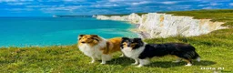 Rough Collie dogs for sale: Clear Non-carriers DM-CEA-MDR1-PRA. 0% inbreeding. - Advert 12