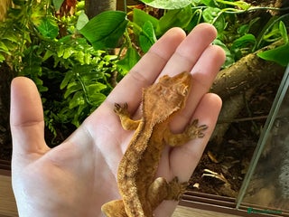 Gecko reptiles 2 cresties for sale - Advert 1