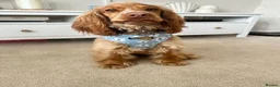 Cocker Spaniel dogs for sale: 21 Month Cocker Spaniel in Fleet - Advert 8