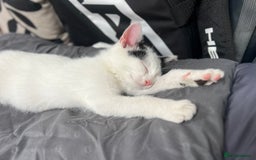 Mixed Breed cats for sale: Loving home only for a tiny happy boy - Image 1