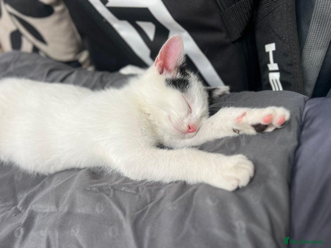 Mixed Breed cats for sale: Loving home only for a tiny happy boy - Image 1