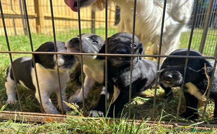 Mixed Breed dogs - Advert 4