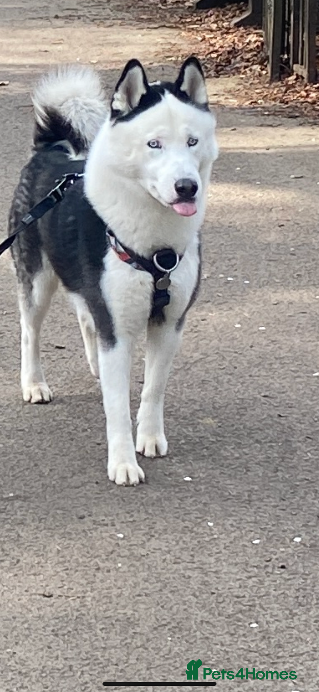 Siberian Husky dogs for stud: Stunning Blue eye Sibrian Husky for Stud  in Liverpool - Image 13