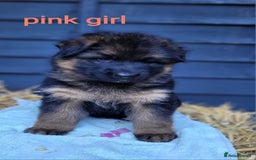 German Shepherd dogs for sale: German shepherd puppies  - Image 9