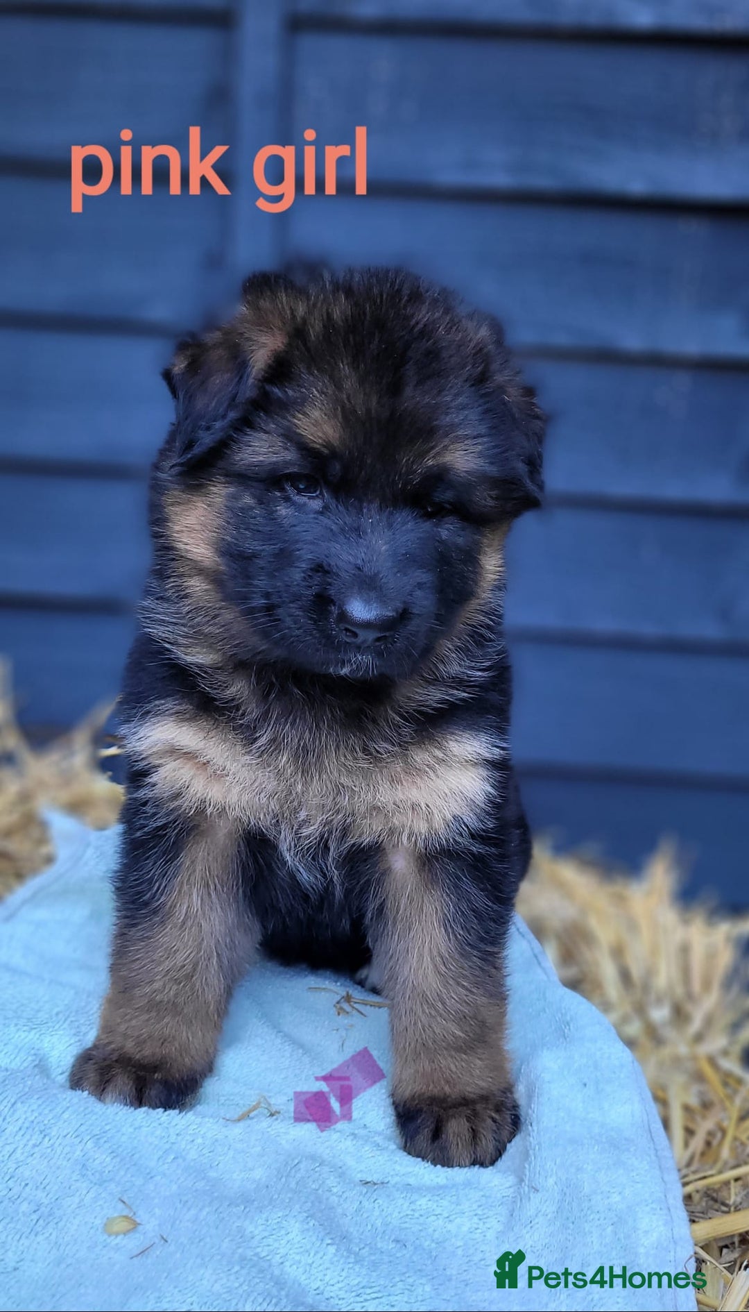 German Shepherd dogs for sale: German shepherd puppies  - Image 9