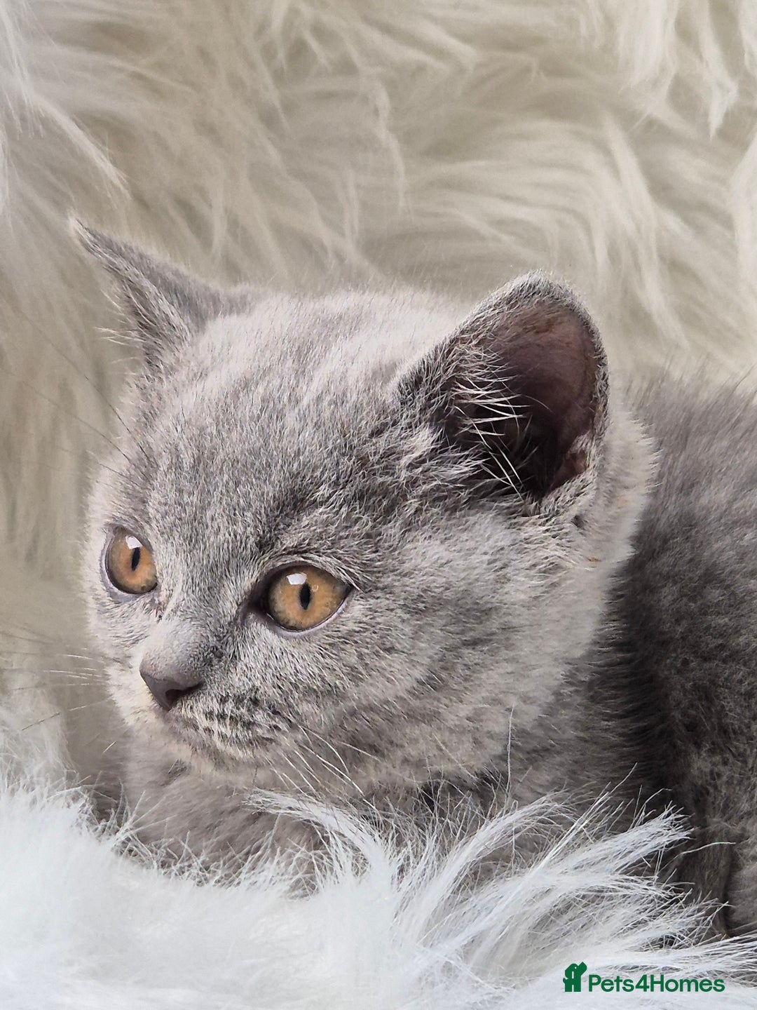 British Shorthair cats for sale: Absolute darling BSH kits GCCF Reg Fantastic type - Image 20