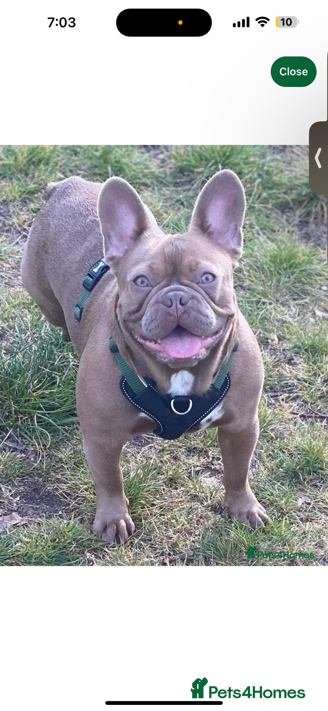 French Bulldog dogs for sale: Female French bulldog - Image 1