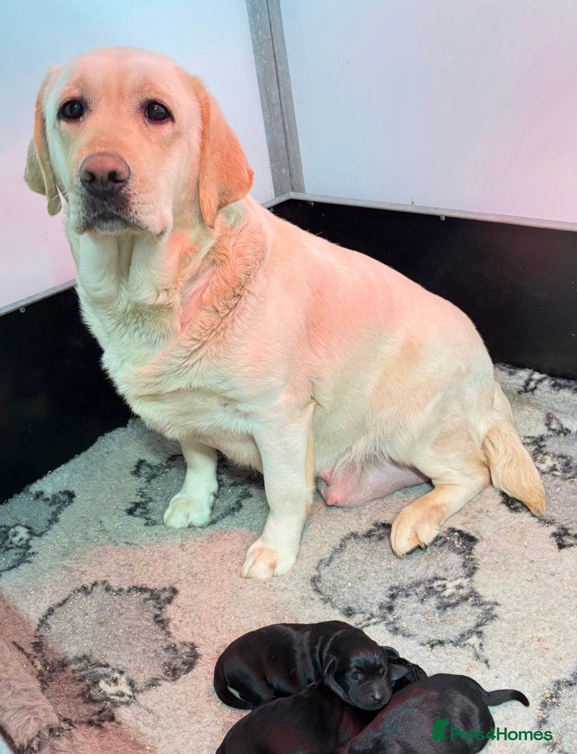 Labrador Retriever dogs KC registered Labradors - Advert 3