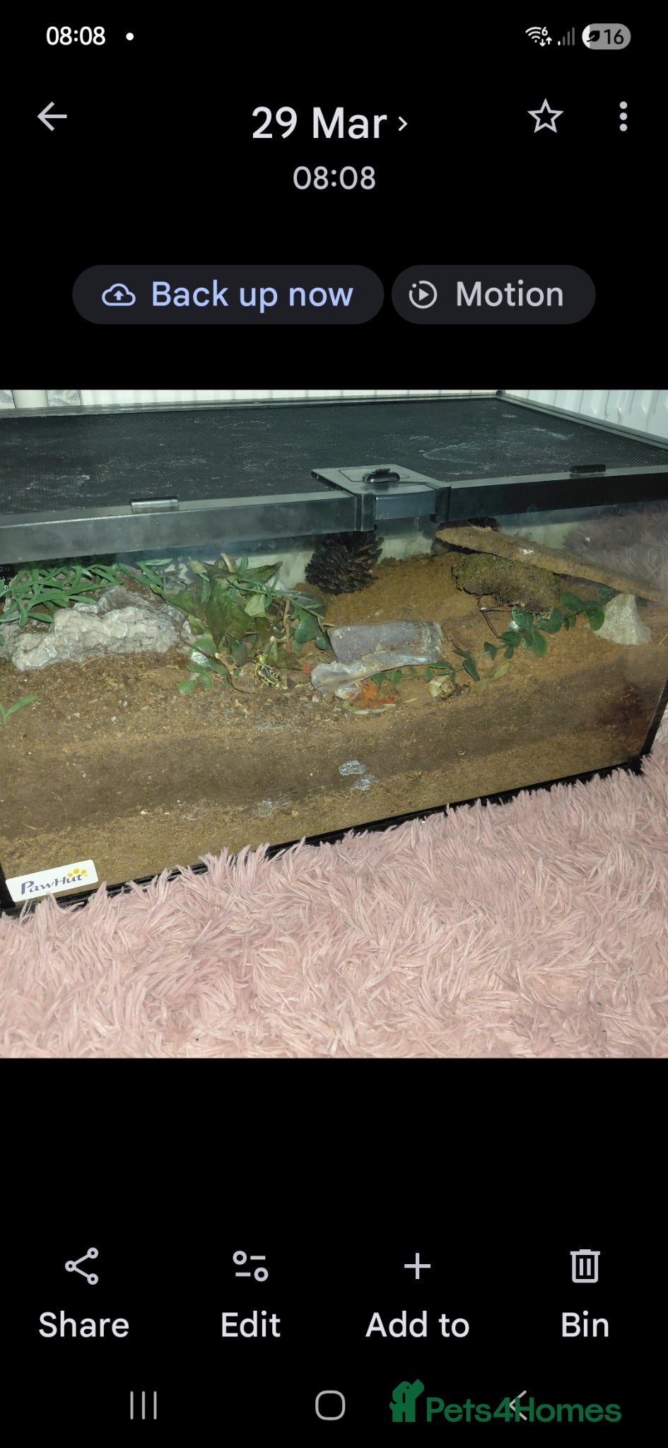 Tarantulas invertebrates Female Golden knee tarantula  - Advert 2