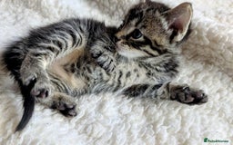 Mixed Breed cats for sale: adorable kittens for sale - Image 5