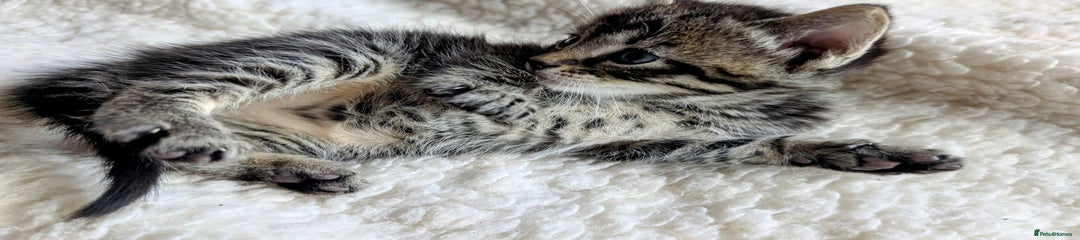 Mixed Breed Kitten 3