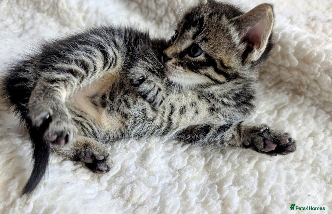 Mixed Breed cats for sale: adorable kittens for sale - Image 5