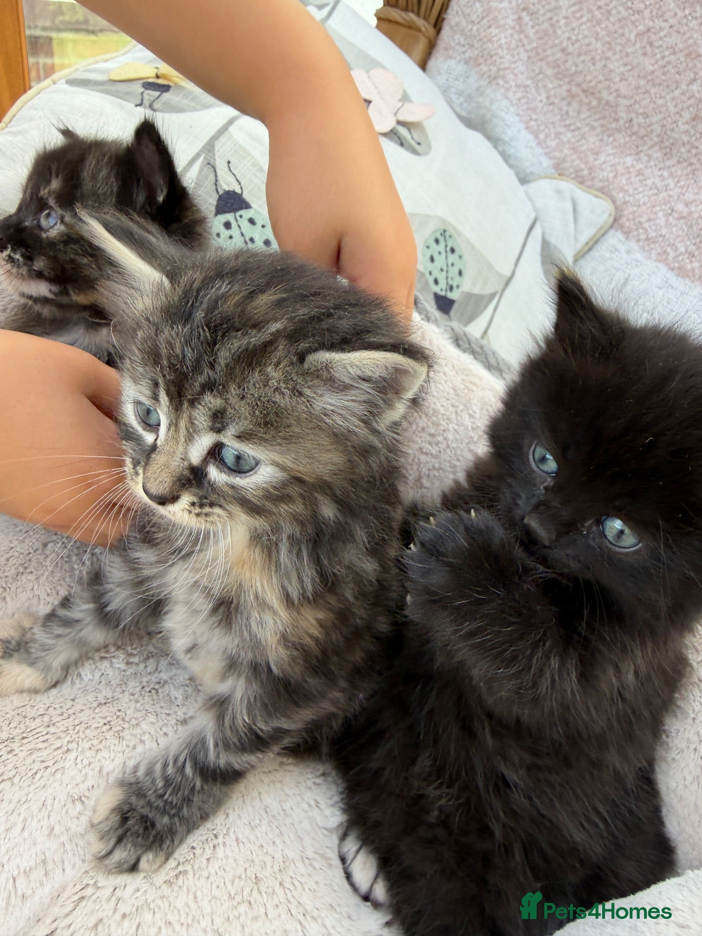 Mixed Breed cats Fluffy kittens looking for forever home - Advert 12