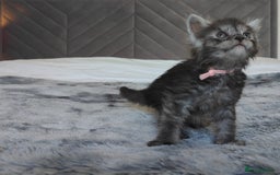 Maine Coon cats for sale: European Maine coon Kittens - Image 16