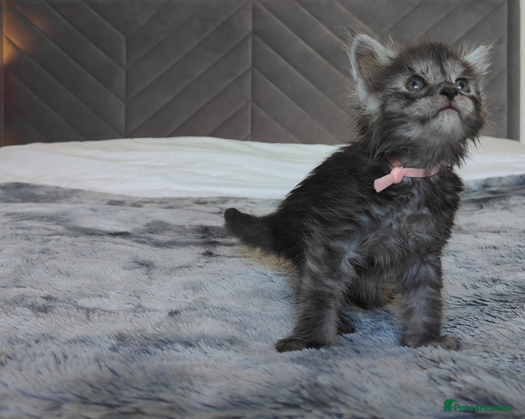 Maine Coon cats for sale: European Maine coon Kittens - Image 16