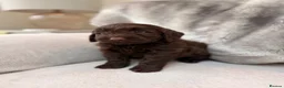 Cockapoo dogs for sale: Super Quality Cockerpoos  - Advert 8